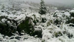Снег в Карпатах летом
