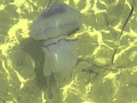 Ядовитые медузы на Азовском море
