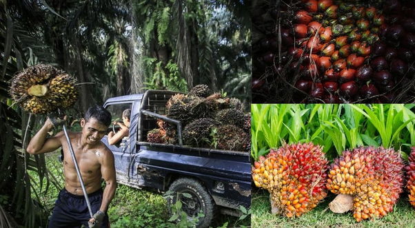 Вред пальмового масла для человека