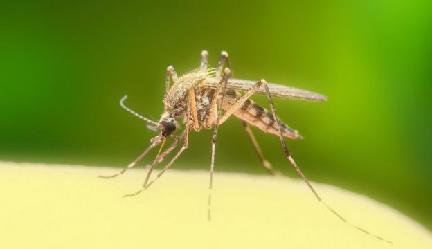 Почему комары одних людей кусают больше