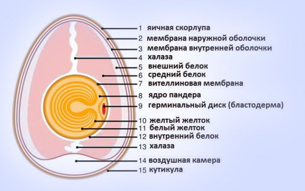 Анатомия куриного яйца