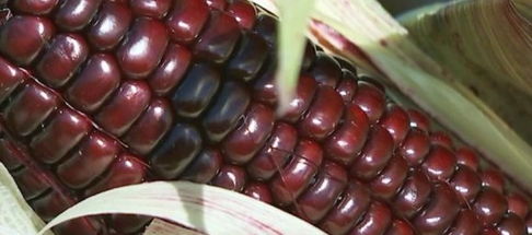 Преимущества фиолетовой кукурузы