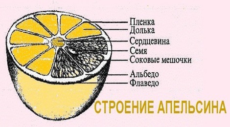 Строение апельсина